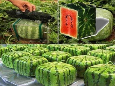 KOCKASTE LUBENICE Još jedan pametan japanski izum