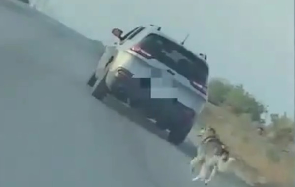 TUŽAN PRIZOR DOLAZI IZ SAD Pas jurio za automobilom nakon što ga je vlasnik napustio (VIDEO)