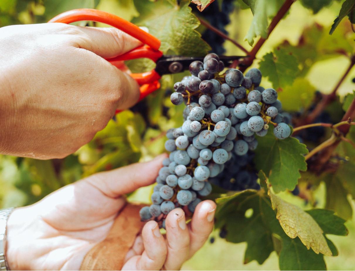 NOVA PRILIKA ZA SEZONSKO ZAPOŠLJAVANJE: Počela berba grožđa na Plantažama, dnevno se može zaraditi do 50 eura