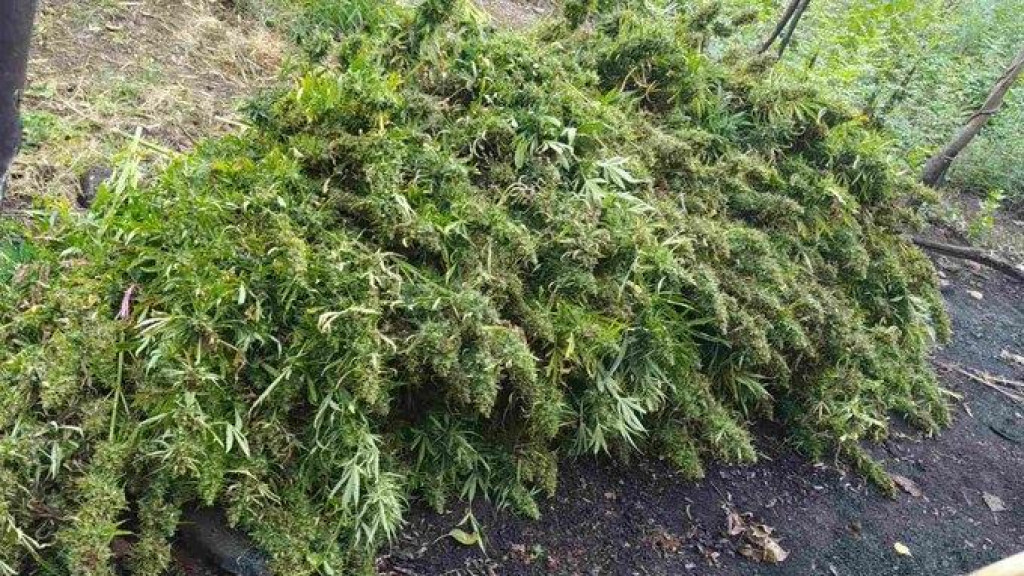 OTKRIVENA PLANTAŽA MARIHUANE: Oduzeto 1.330 stabljika