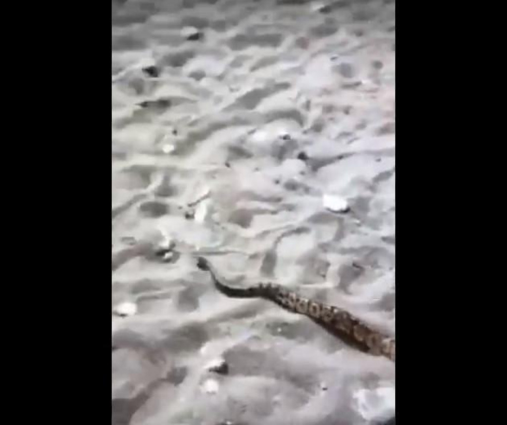 NEOBIČAN GOST NA PLAŽI U ČANJU Kućni ljubimac rastjerao turiste