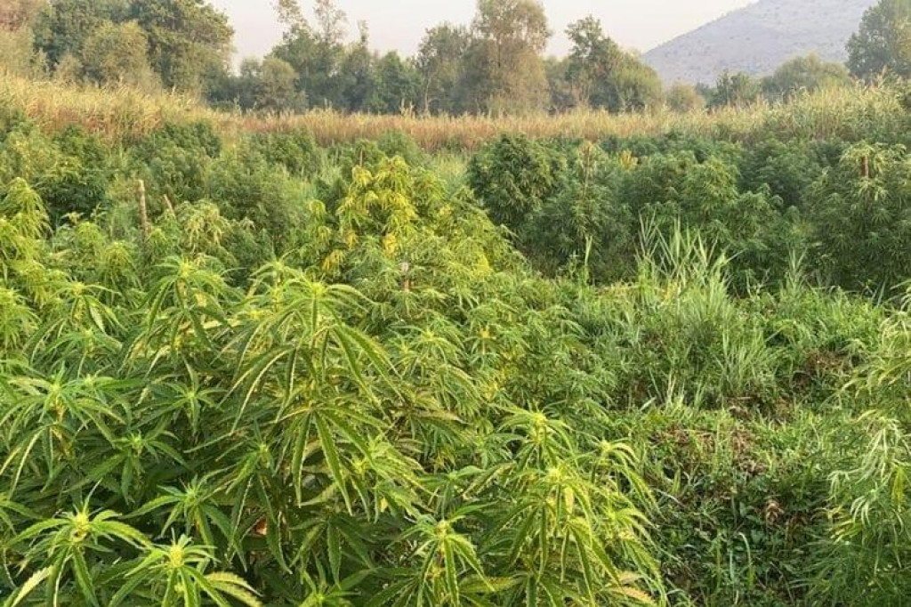 OTKRIVENA PLANTAŽA MARIHUANE U akciji policije uhapšena tri Albanca!