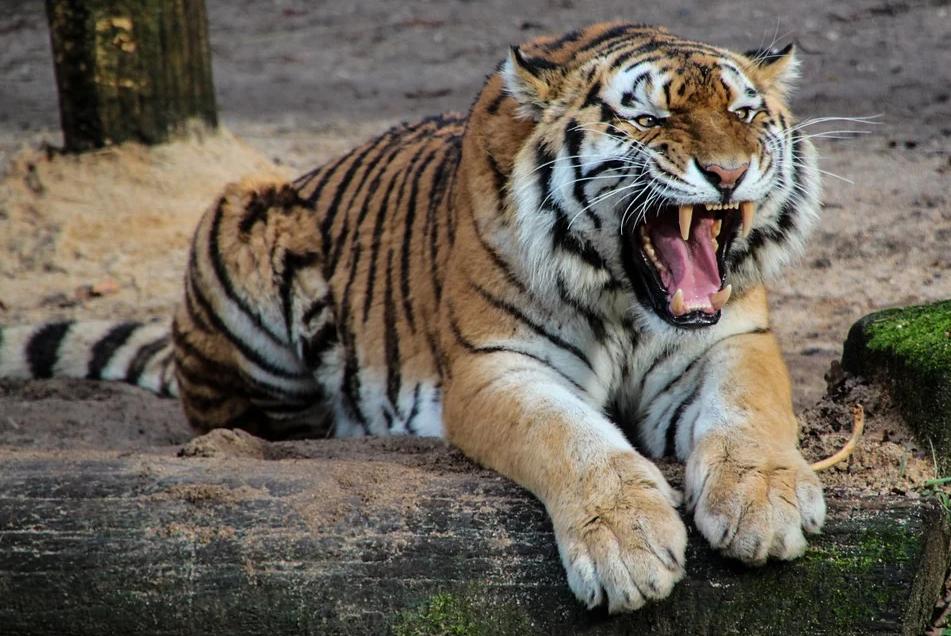 TRAGEDIJA U SAFARI PARKU: Tigar usmrtio radnicu