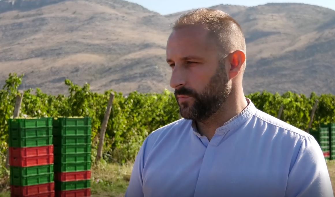 ŽELJKO BRNOVIĆ: Na Plantažama u toku berba vinskog grožđa; Izražen problem sa nedostatkom radne snage (VIDEO/FOTO)