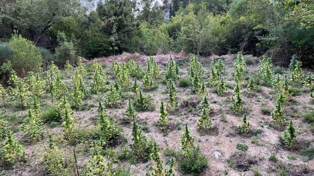 OTKRIVENA PLANTAŽA MARIHUANE Policija uhapsila dvije osobe, stabiljke bile u odmakloj fazi cvjetanja!