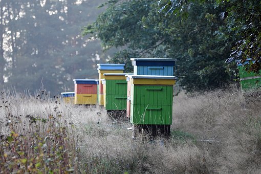 NEZVANI GOST NAPRAVIO HAOS Medvjed uništio oko 80 košnica u petnjičkom selu Bor