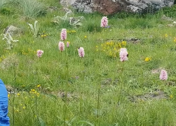 LIJEK ZA NEUZVRAĆENU LJUBAV Ova biljka pozitivno utiče na srce i pomaže kod stresa