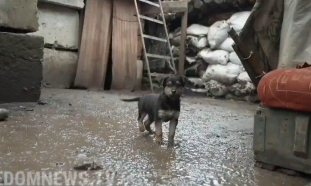 MALENI RAMBO ŠTITI UKRAJINSKE VOJNIKE (VIDEO)