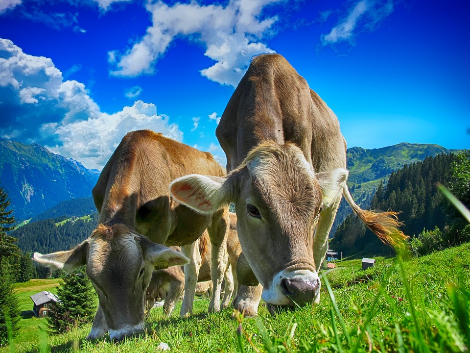 FARMERI OČEKUJU POMOĆ  Danas odluka hoće li se mlijeko prosipati ili piti