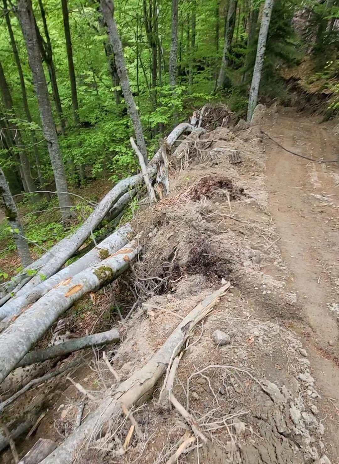 KATASTROFA Oboreno 270 stabala u NP Prokletije