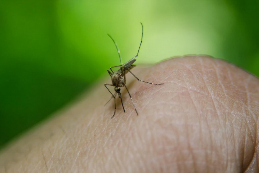 Napravite sredstvo koje odbija KOMARCE: Samo na ovaj način moći ćete da UŽIVATE u ljetnjim danima