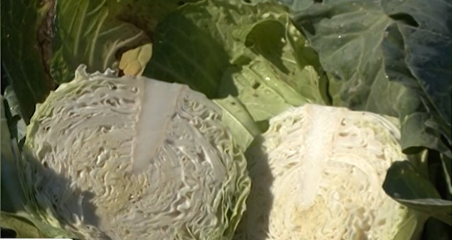 Ovo je NAJJEFTINIJI napitak za MRŠAVLJENJE: Potreban je samo JEDAN sastojak koji TOPI kilograme