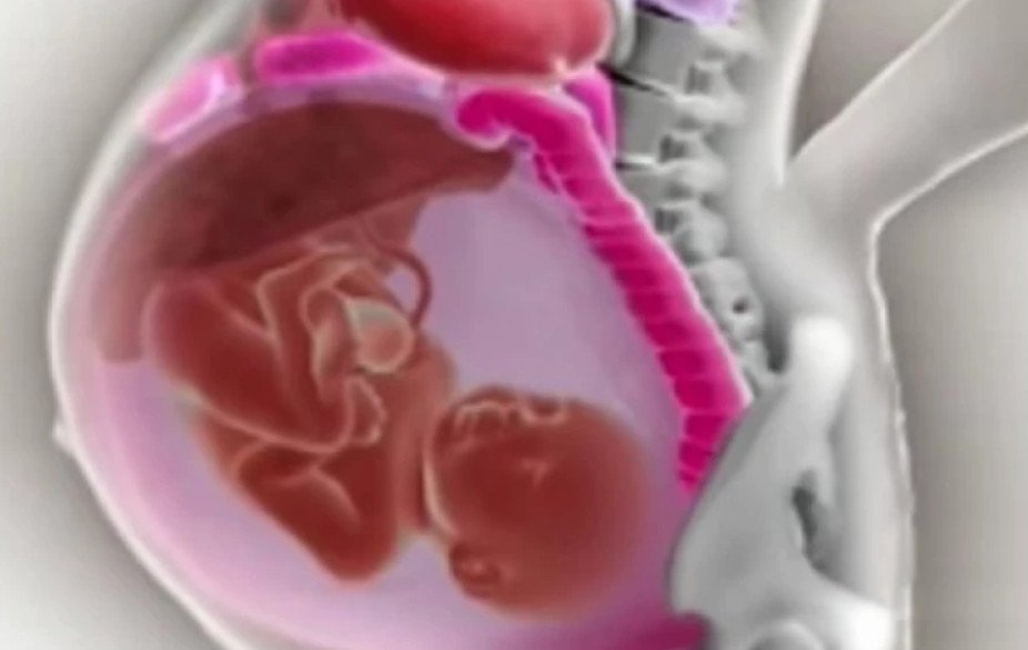 SNIMAK KOJI JE ŠOKIRAO MNOGE Pogledajte kako se organi majke POMJERAJU U TRUDNOĆI
