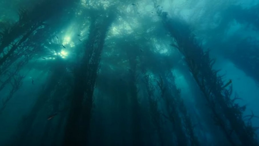 PRIJETI IM NESTANAK ZBOG KLIMATSKIH PROMJENA: Podvodne šume algi - izbor hrane u budućnosti (VIDEO)