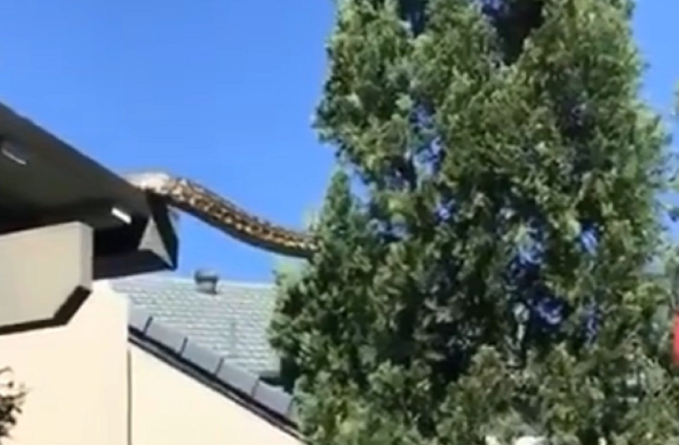 Snimljena gigantska neman kako prelazi s kuće na obližnje drvo (VIDEO)