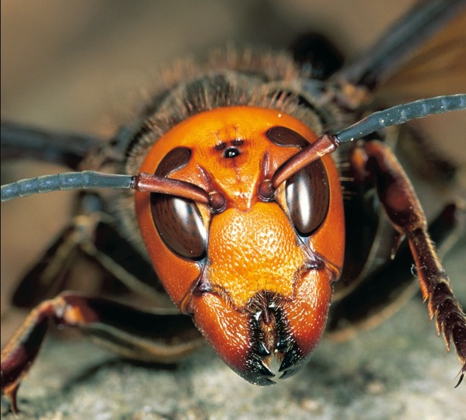 Prirodan način da stršljene držite podalje od sebe