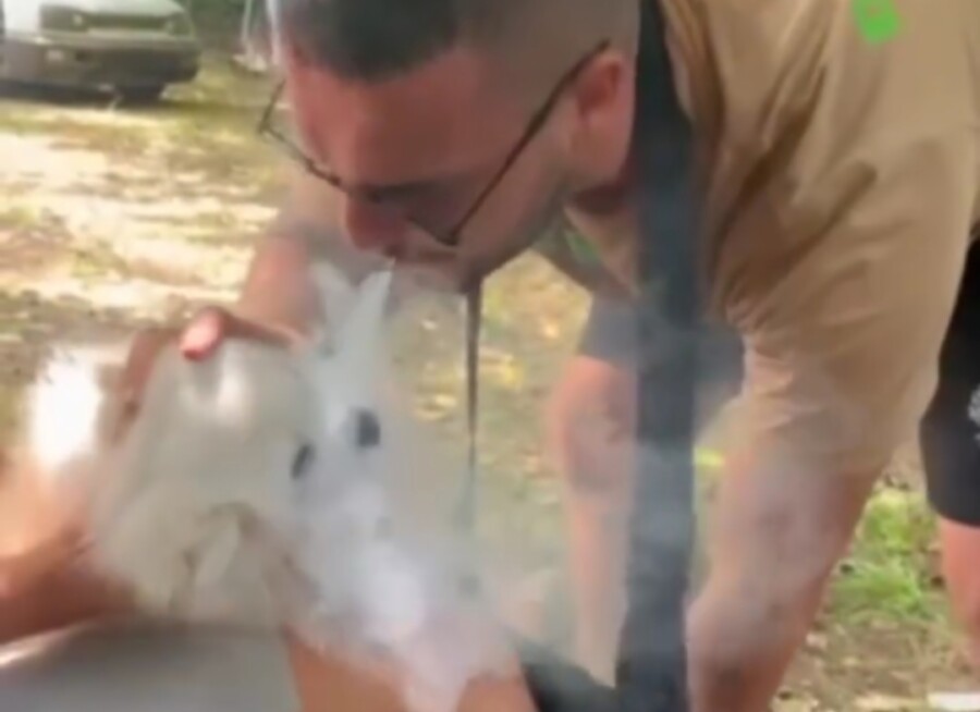 UZNEMIRUJUĆI VIDEO Podgoričanin drogirao životinje dimom marihuane