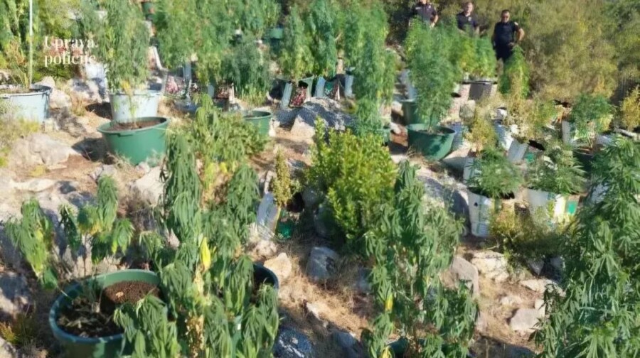 HAPŠENJA U BUDVI Pronađena plantaža marihuane