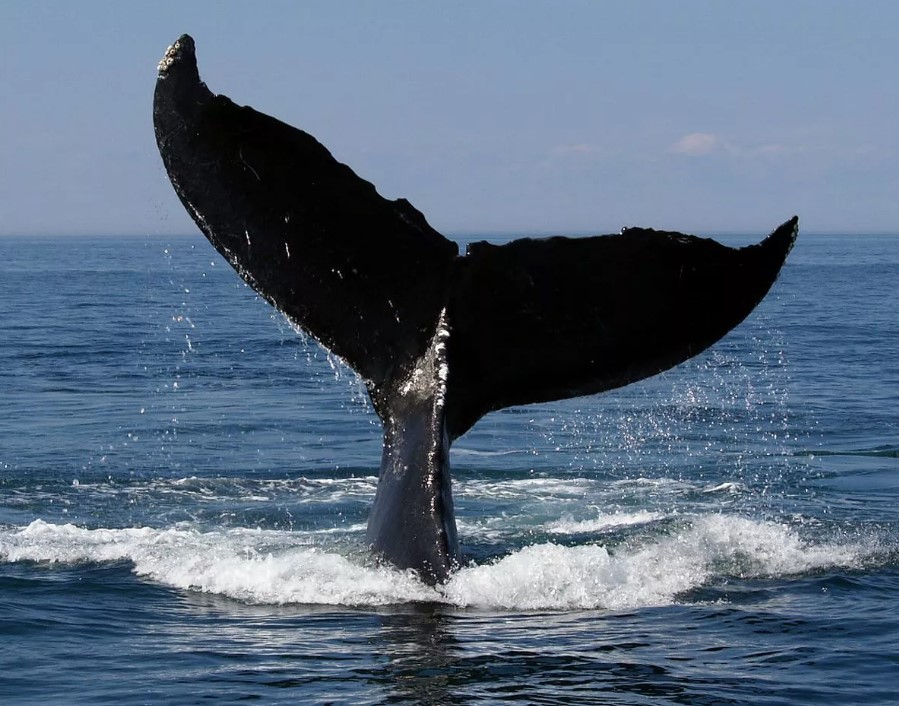 JEDVA PREŽIVIO Ribara iz Australije ošamario kit na pučini