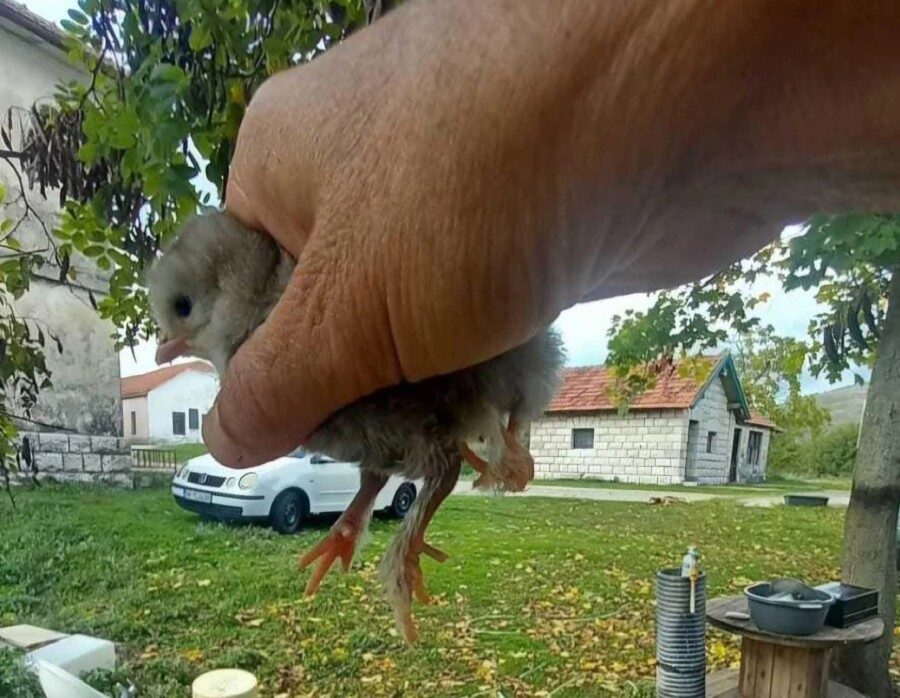 U CRNOJ GORI JE SVE MOGUĆE Kvočka izlegla pile sa četiri noge