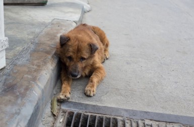 MONSTRUOZNO ZLOSTAVLJANJE ŽIVOTINJE Cetinjanin silovao psa u parku