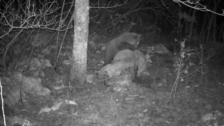 Kilibardama iz Smrduše medvjed ubio vola od 700 kilograma (video)