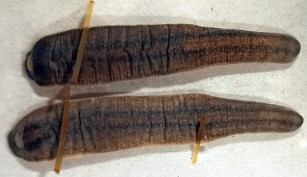 NIJE POLITIČARKA Otkrivena nova vrsta pijavice u Crnoj Gori