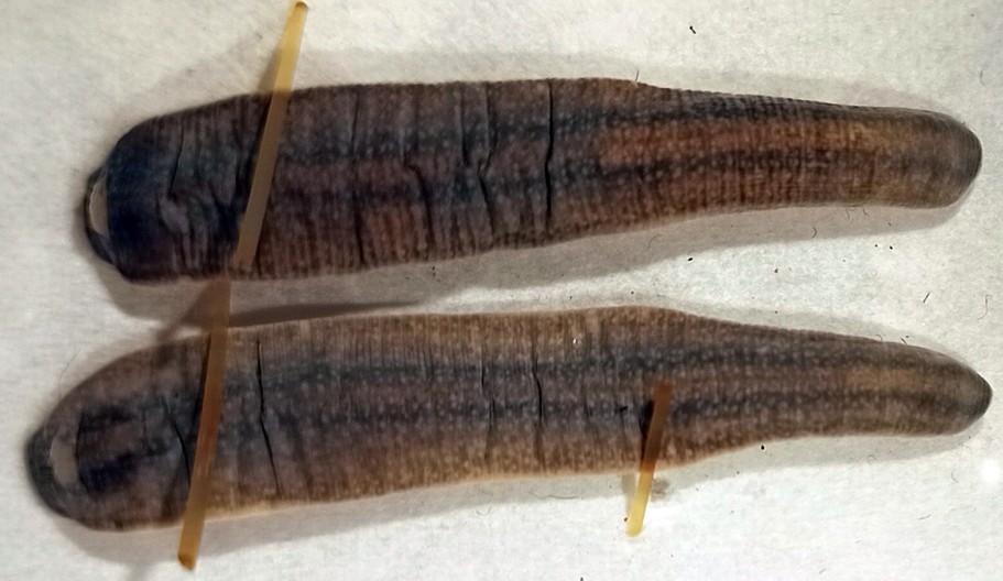 NIJE POLITIČARKA Otkrivena nova vrsta pijavice u Crnoj Gori