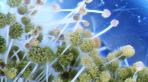 UPOZORENJE Smrtonosne gljivice šire se planetom, svijet nije spreman