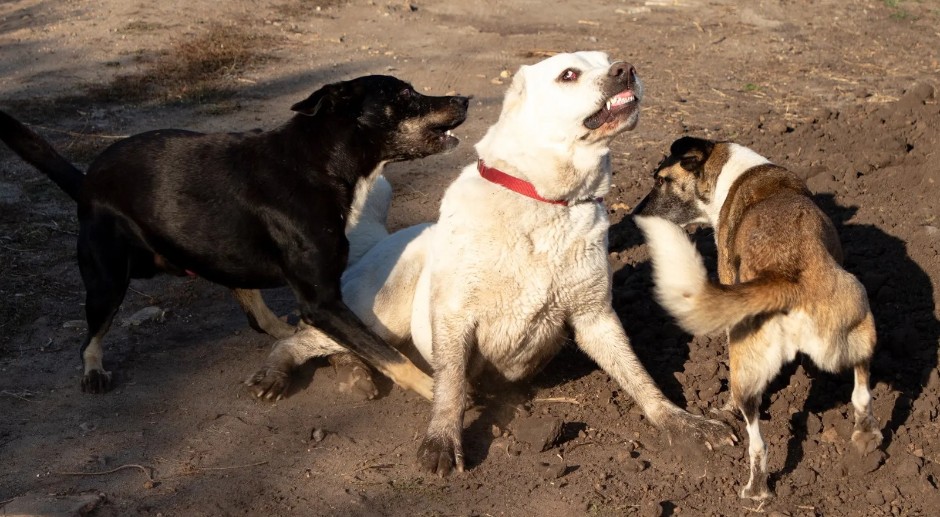 UZNEMIRUJUĆE Psi lutalice zaklali 92 ovce iz stada Stefana Gegaja u Malesiji