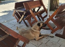 Policajac i pas koji su izazvali haos na Cetinju stabilno nakon samoranjavanja i povreda