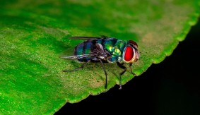 U Merilendu prvi put otkriven smrtonosni parazit koji se hrani živim mesom