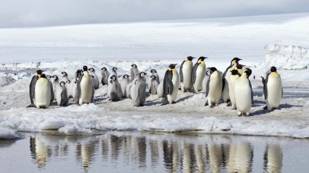 Pingvini, čuvajte se – stižu Crnogorci