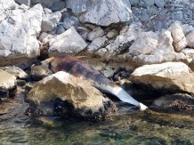 Pronađen uginuli delfin od dva metra u Boki (video)