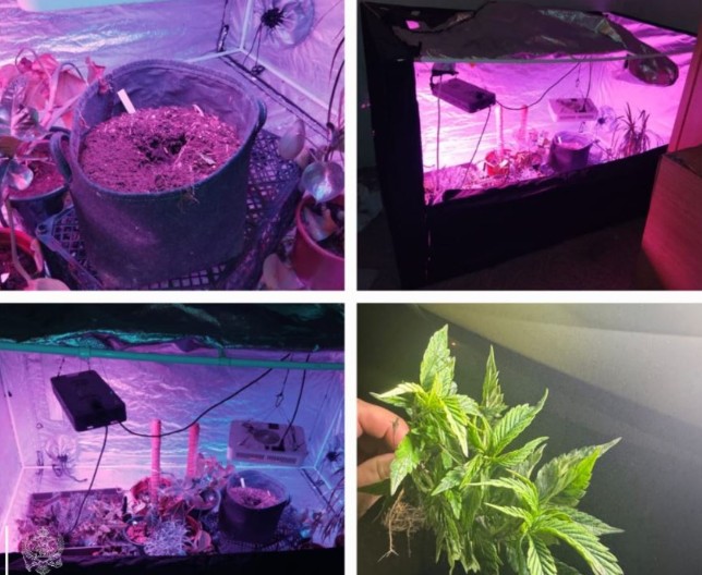 PAO NA BOŽAJU POSLE NASILJA NAD NEVJESTOM Britanac u Bjelopavlićima gajio marihuanu