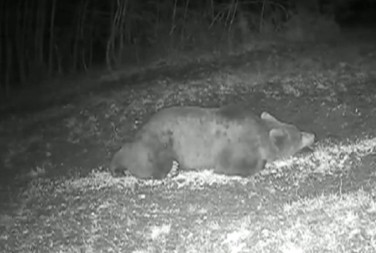 Medvjed se u Pljevljima udavio padom u bunar