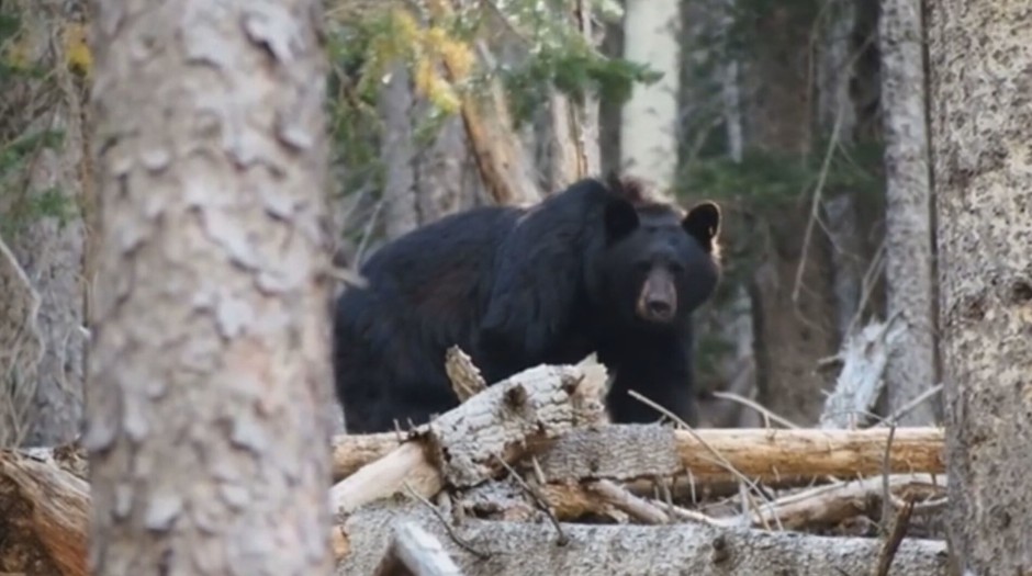 LOVAC IZ PIVE NAPUSTIO VMA Srpski ljekari mu spasili život nakon stravičnog napada mečke