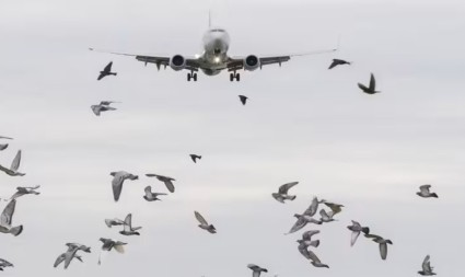 Ptice iznad Beograda prizemljile avion Air Montenegra