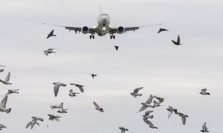 Ptice iznad Beograda prizemljile avion Air Montenegra