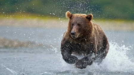 Medvjed napao američke vojnike na Aljasci