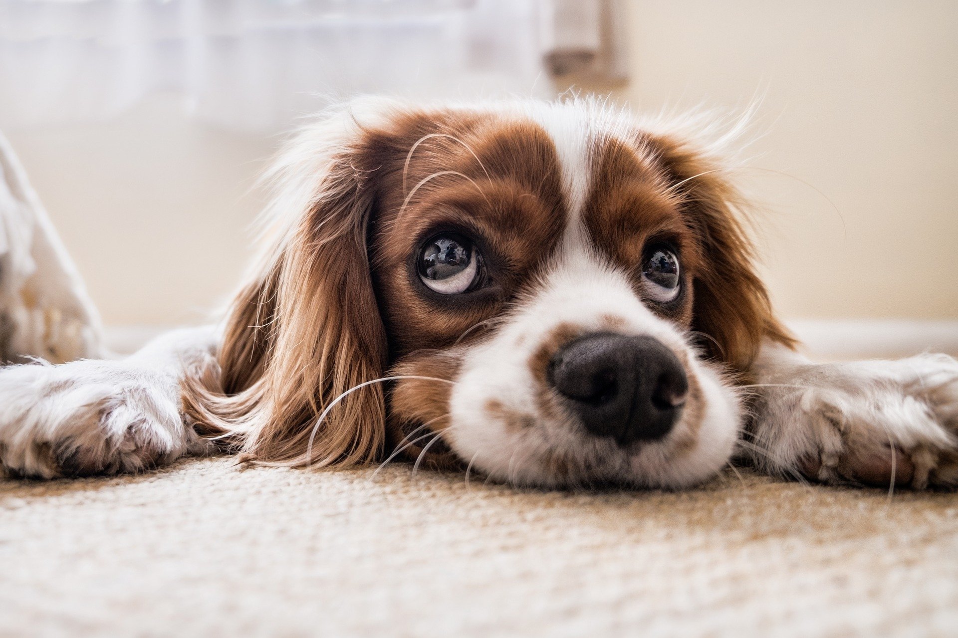 Kako psi reaguju na stres vlasnika?