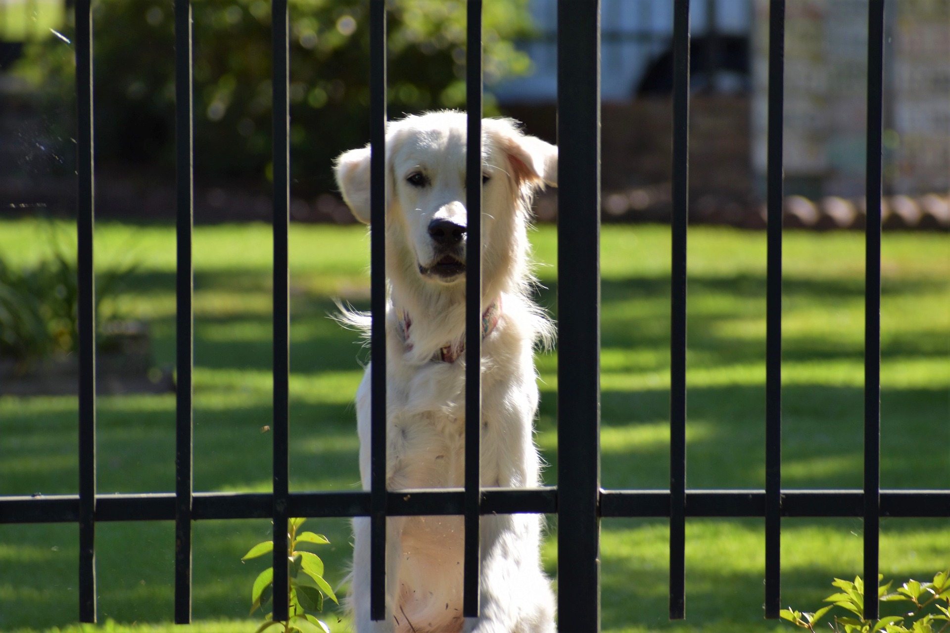 KOMIČNA SLIKA IZ ZEMUNA Na ogradi umjesto upozorenja za psa stoji NEOČEKIVANA fotografija!