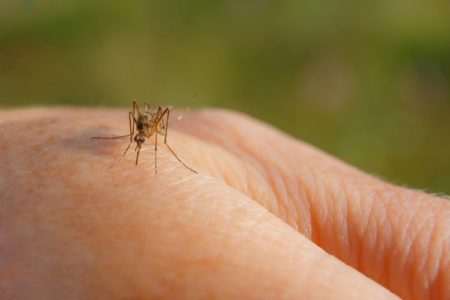 Kako se riješiti komaraca?