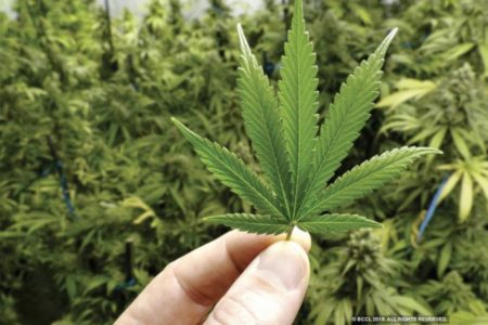 HAOS U PODGORICI Pronađene parcele marihuane