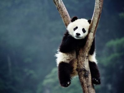 Najstarija panda u Meksiku uginula u zoološkom vrtu