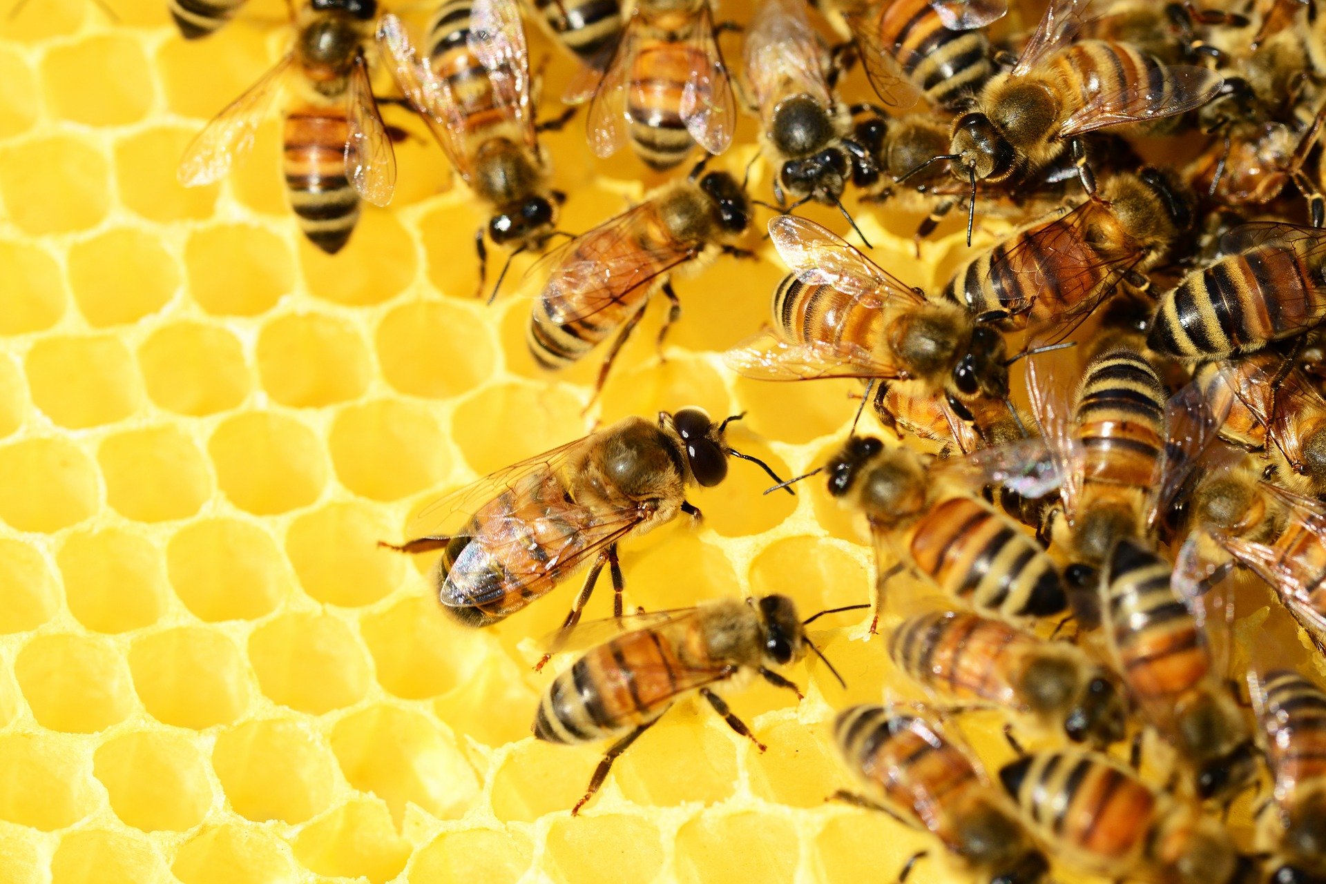 NIKAD LOŠIJA GODINA ZA PČELARE: Prosječan prinos meda na nultom nivou