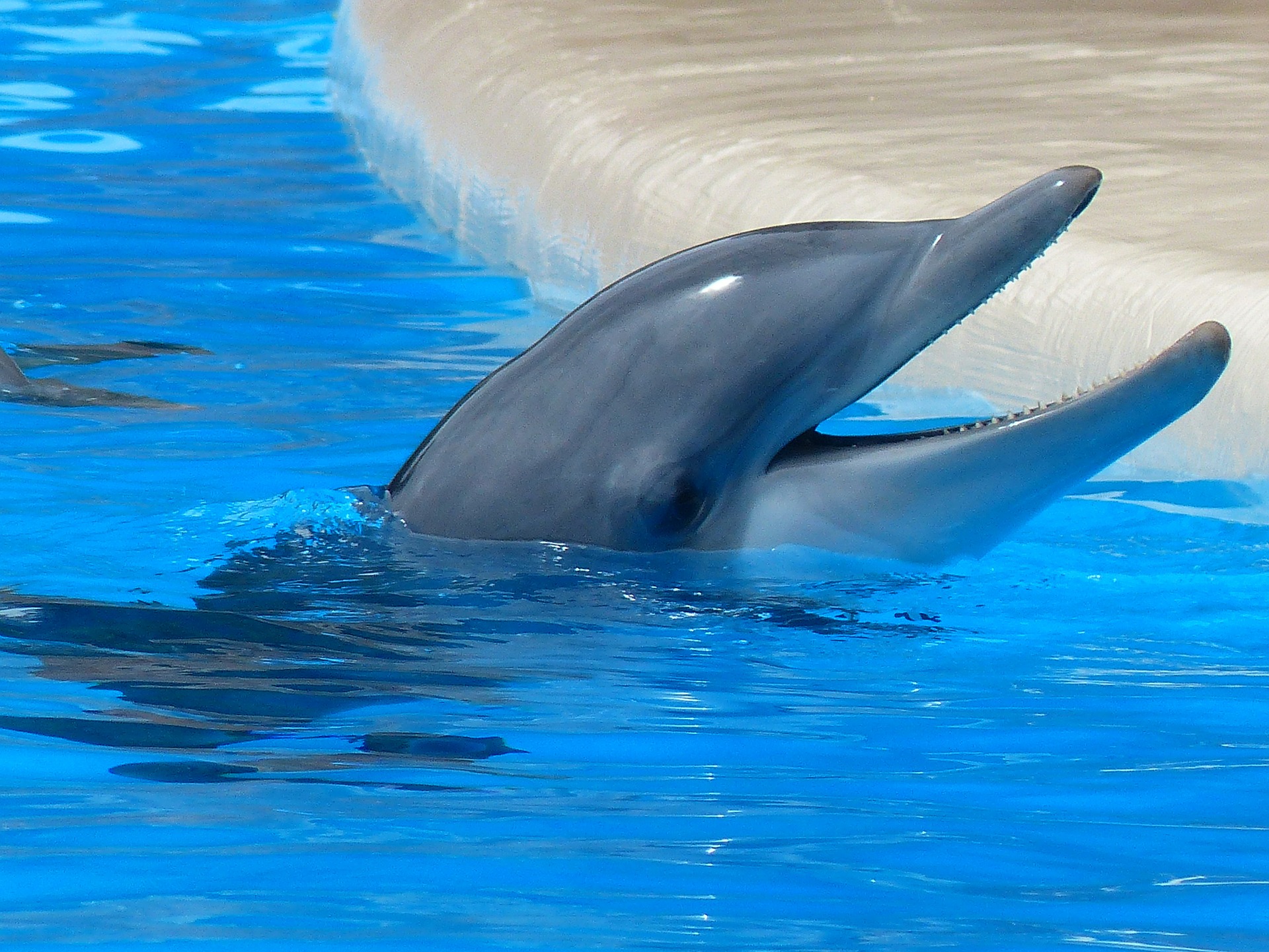 EMOCIJE MEĐU ŽIVOTINJAMA Mogu li delfini da tuguju?