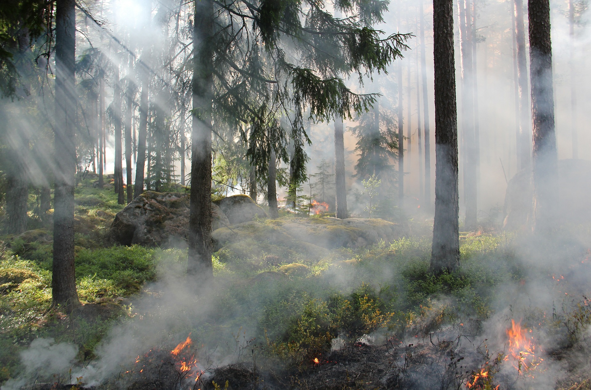 NEMA KRAJA POŽARIMA Milioni hektara šume izgoreli, a naučnike brine samo jedan detalj!