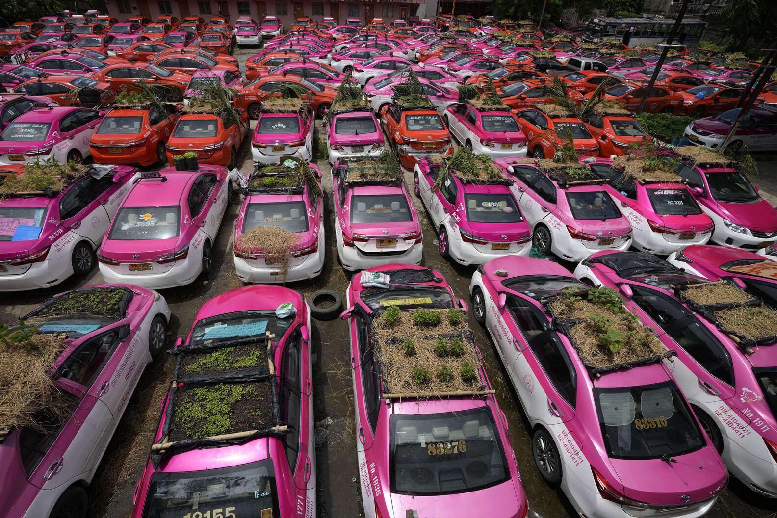 Na krovovima neiskorišćenih taksi vozila u Tajlandu uzgaja se povrće