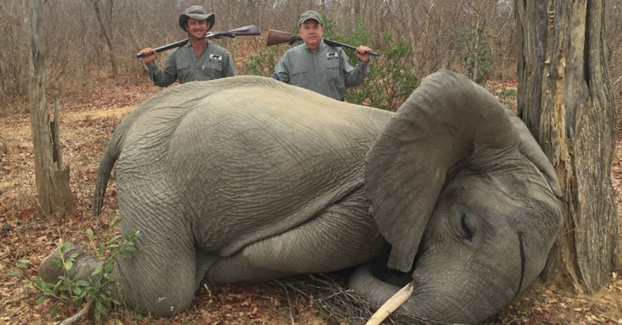 PREOSTAJE IM 10 GODINA DO IZUMIRANJA! Desetine hiljada slonova ubija se svake godine zbog njihovih kljova od slonovače! (FOTO)